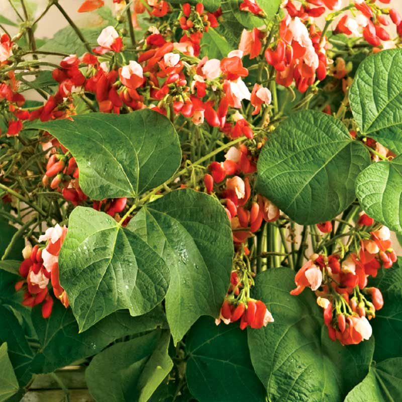 Blomsterböna 'Hestia'