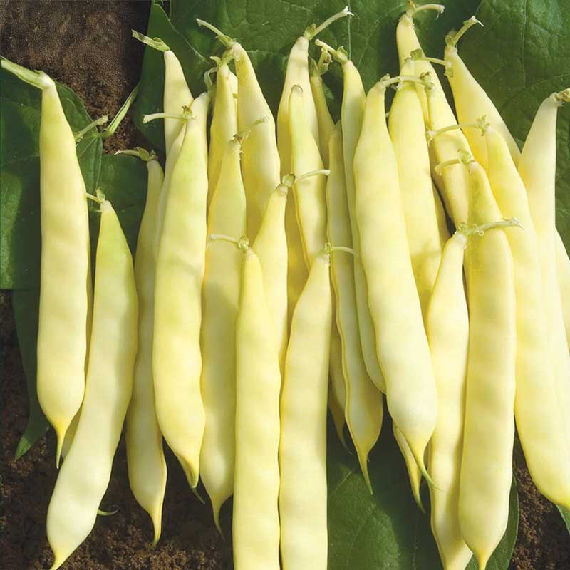 Skärböna 'Serpedor'