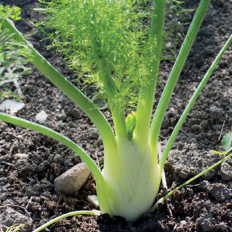 Fänkål 'Finale' Organic