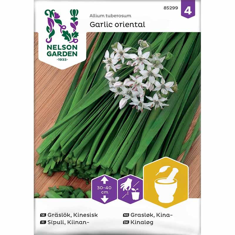 Kinesisk Gräslök 'Garlic oriental'