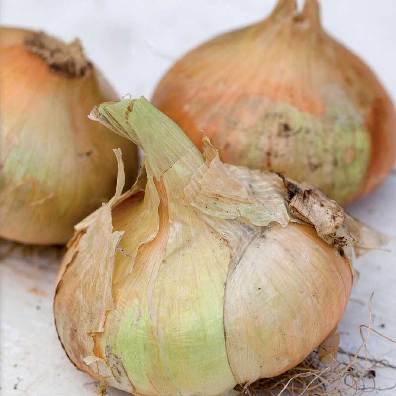 Gul lök 'Stuttgarter Riesen'