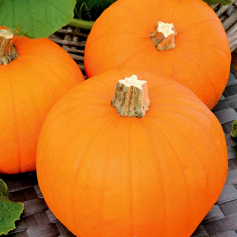 Minipumpa 'Baby Bear'