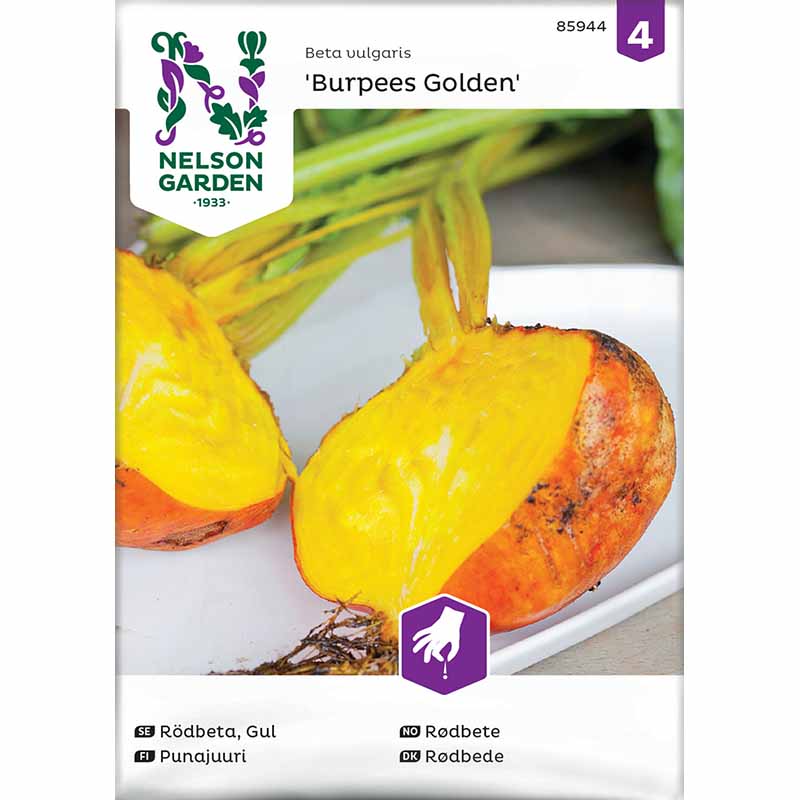 Rödbeta 'Burpees Golden'