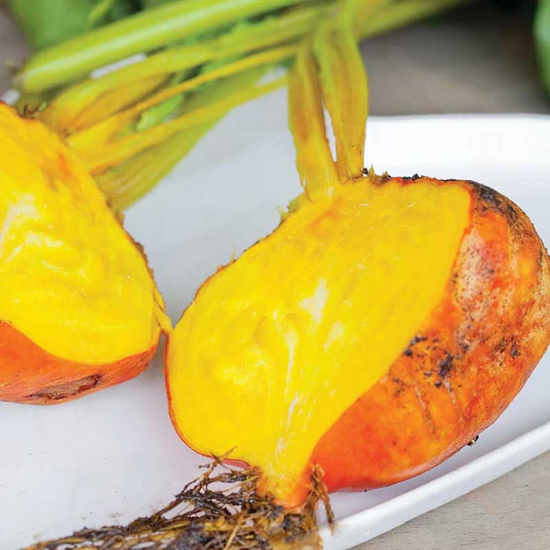 Rödbeta 'Burpees Golden'