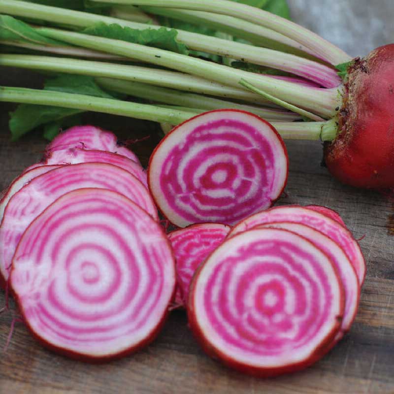 Rödbeta 'Chioggia' Organic