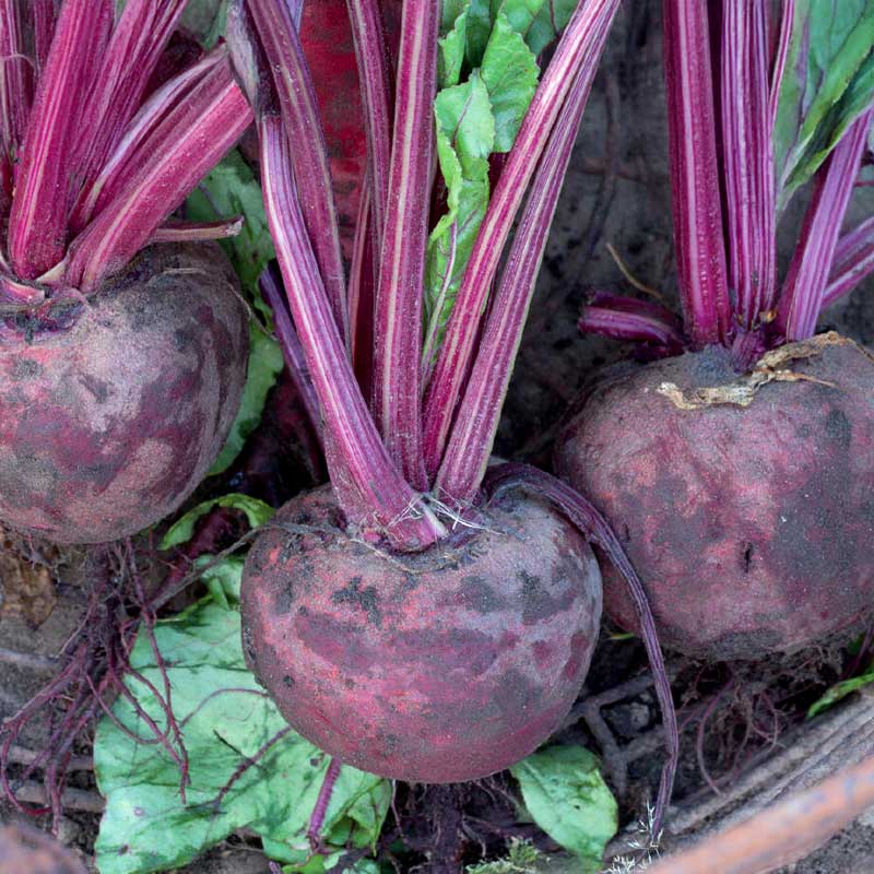 Rödbeta 'Detroit 2' Organic
