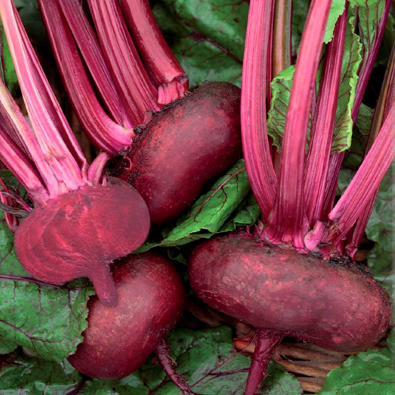 Rödbeta 'D' Egypte'