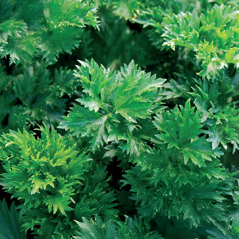 Bladselleri 'Gewone Snij'