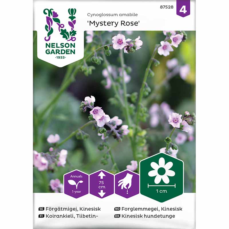 Kinesisk Förgätmigej 'Mystery Rose'