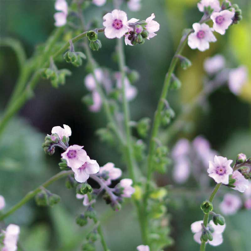 Kinesisk Förgätmigej 'Mystery Rose'