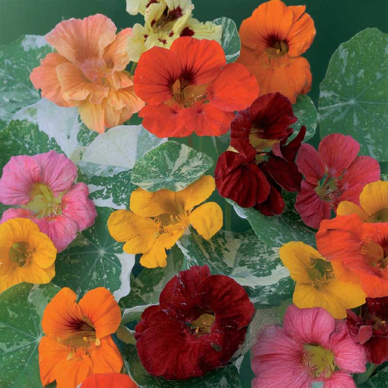 Slingerkrasse 'Out of Africa'