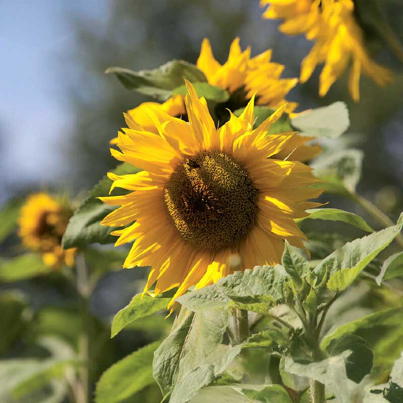 Jättesolros Organic