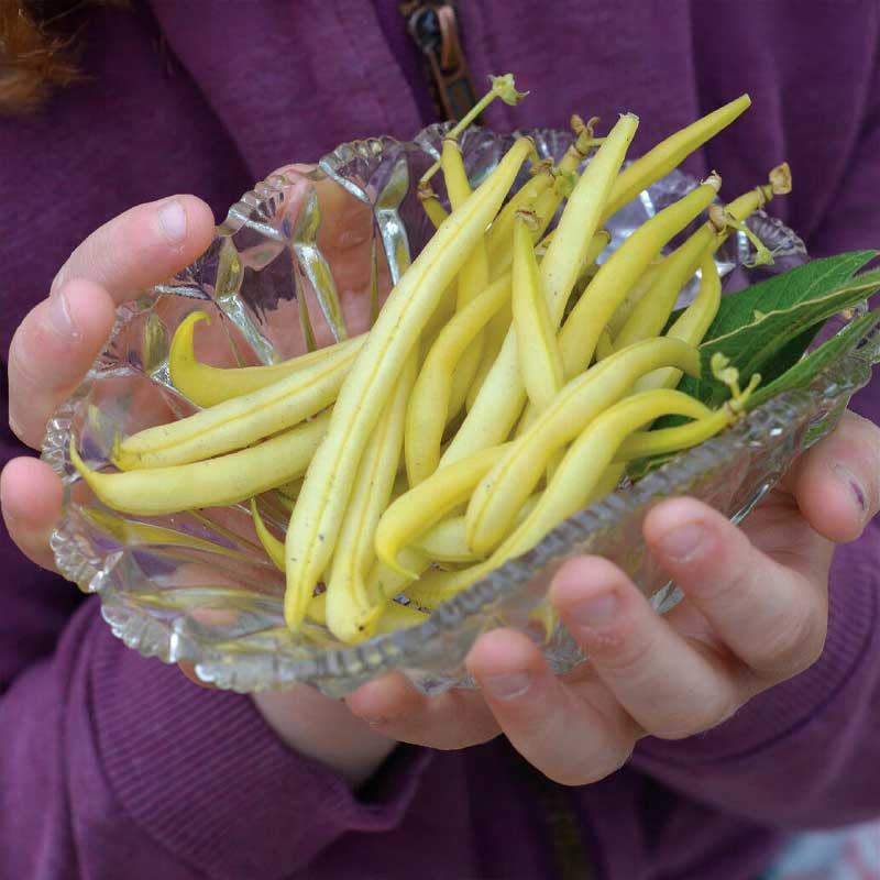 Vaxböna 'Dior' Organic