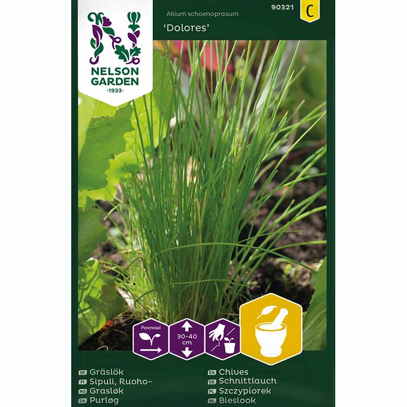 Gräslök 'Dolores'