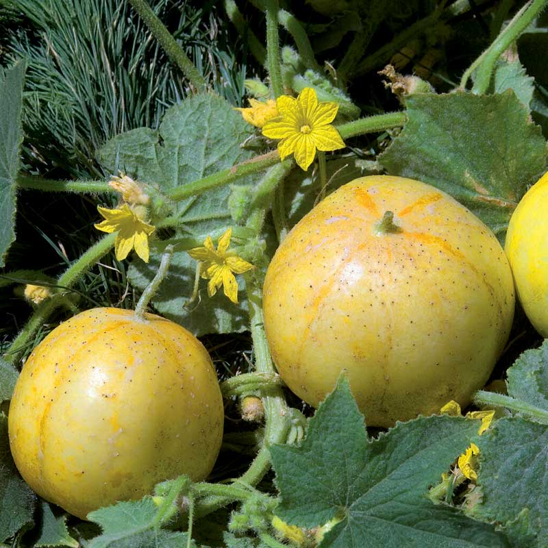 Gurka Frilands ´Lemon´