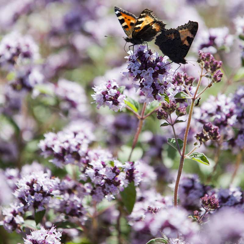 Kungsmynta / Oregano