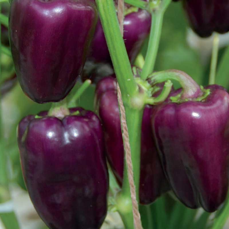 Snackpaprika 'Snacking Purple'