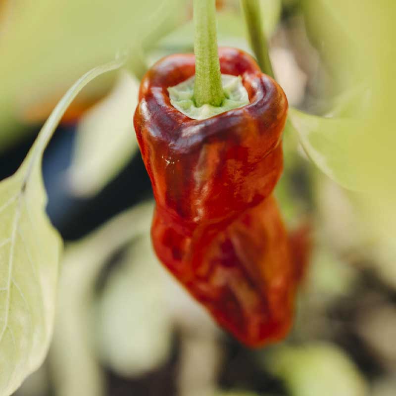 Chilipeppar 'Padron'