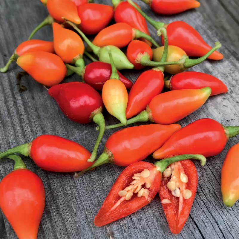 Chilipeppar 'Biquinho'