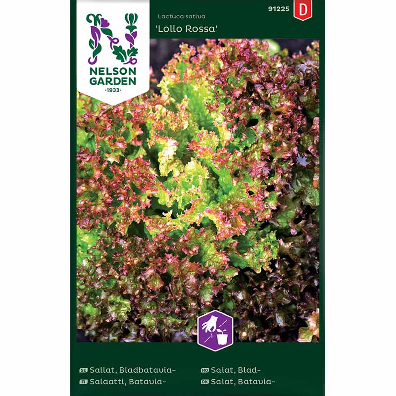 Bladbataviasallat 'Lollo Rossa'