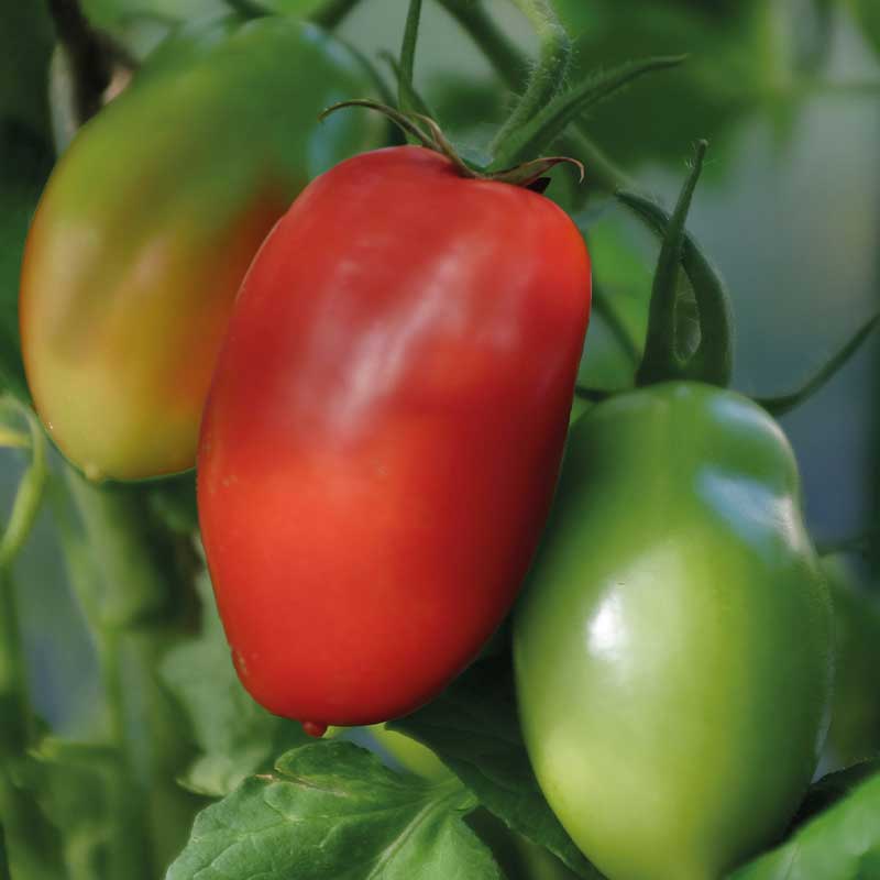 Busktomat 'Ranger' F1