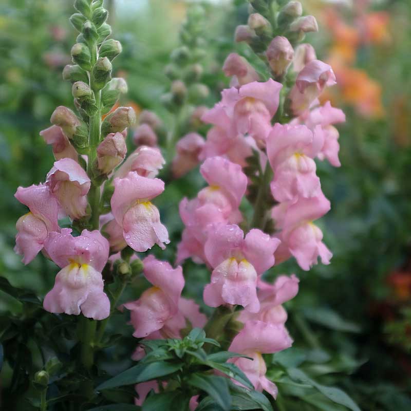 Lejongap 'Opus Pink' F1