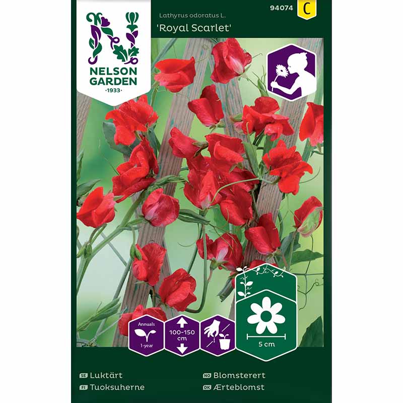 Luktärt 'Royal Scarlet'