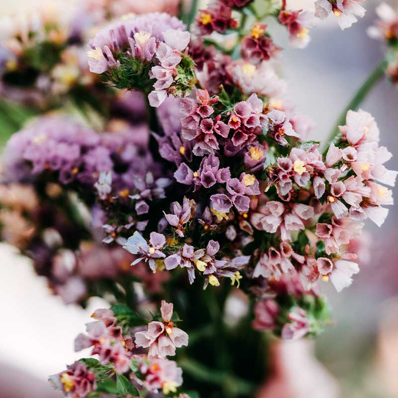 Blå Risp 'Cutie Apricot'