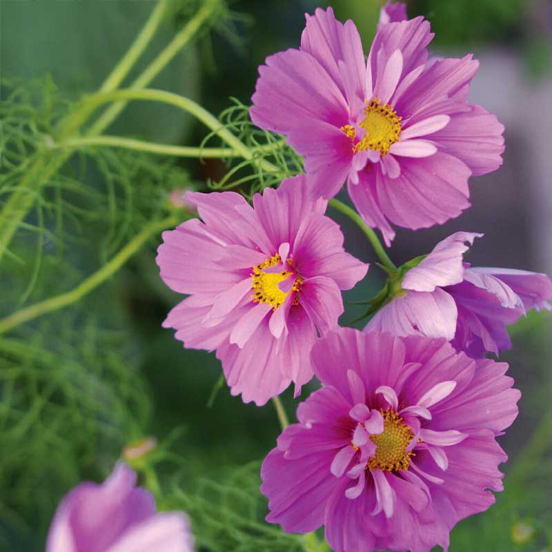 Rosenskära 'Fizzy Pink Dark Center'