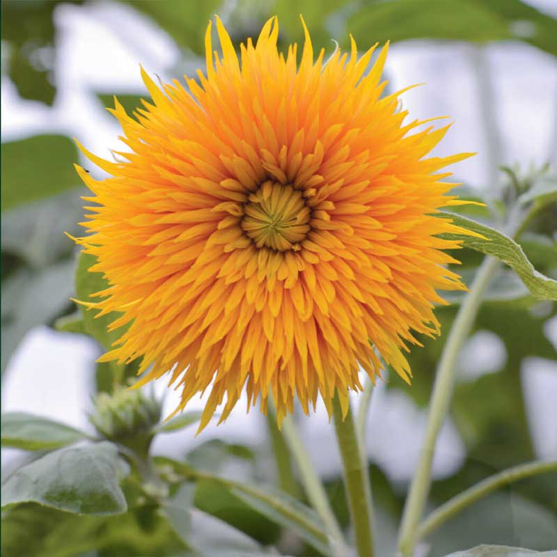 Solros 'Double Sunking'
