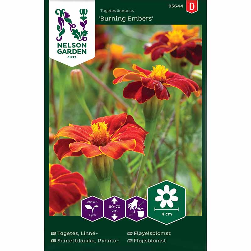 Linnétagetes 'Burning Embers'