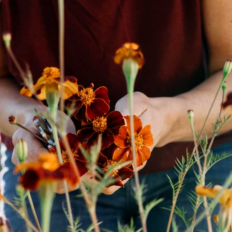 Linnétagetes 'Burning Embers'