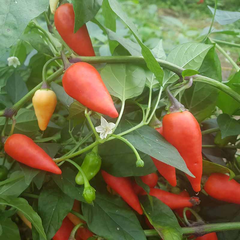 Chili 'Plum Gum Brasil'