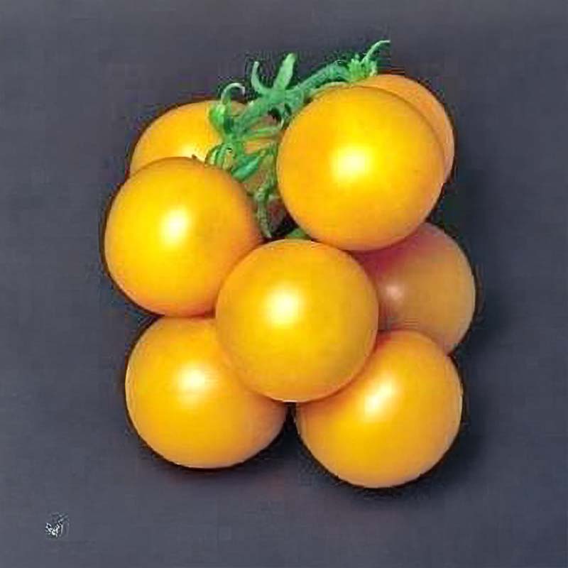 Tomat 'Ponderosa Yellow'