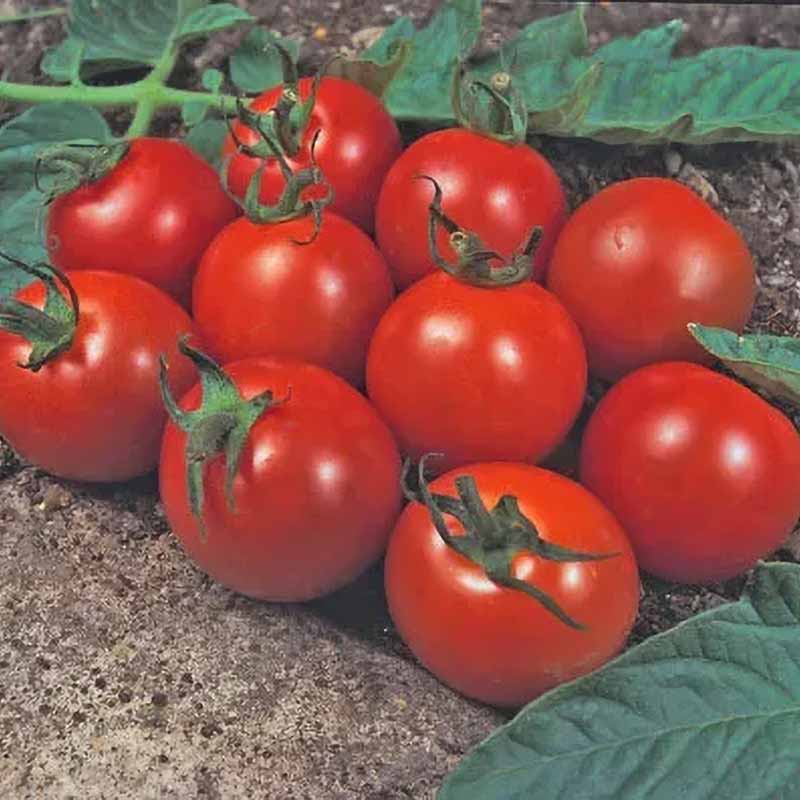 Tomat 'Alicante'