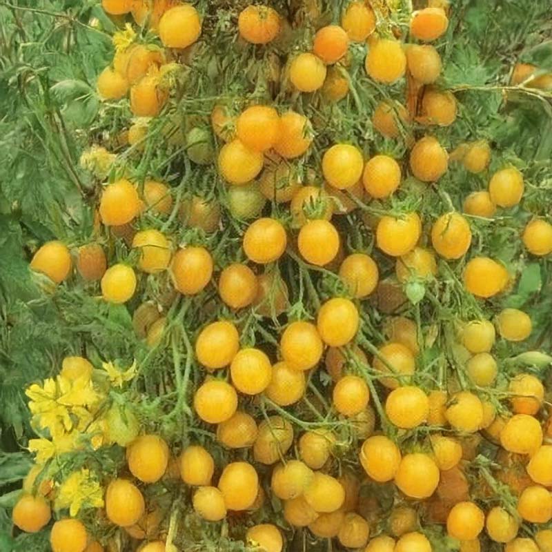 Tomat 'Tondino Giallo'