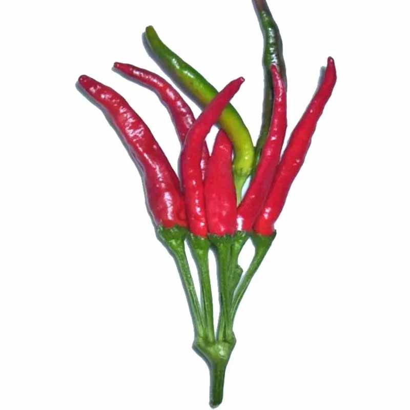 Chili 'Dead Mans Hand'