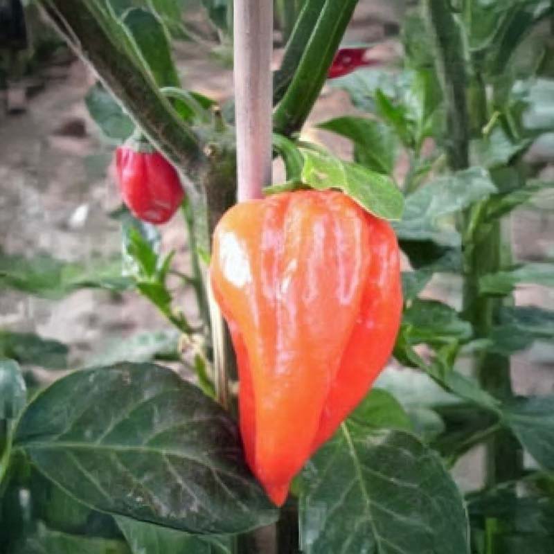 Chili 'Fatalii Red'