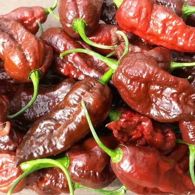 Chili 'Bhut Jolokia Chocolate'