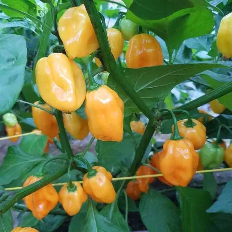 Chili 'Scotch Bonnet Burkina Yellow'