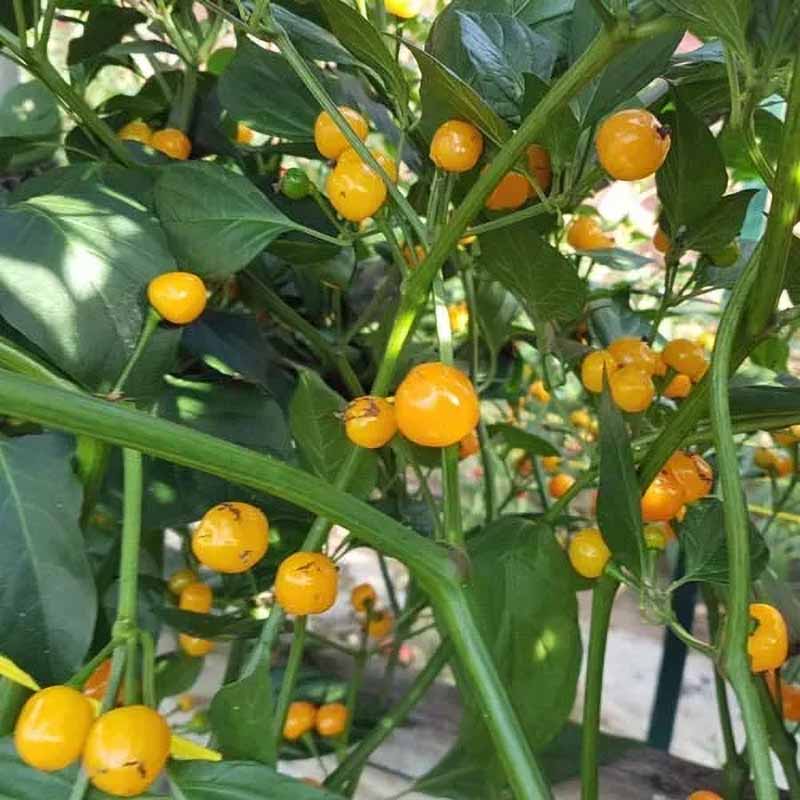 Chili 'Cumari o Passarinho'