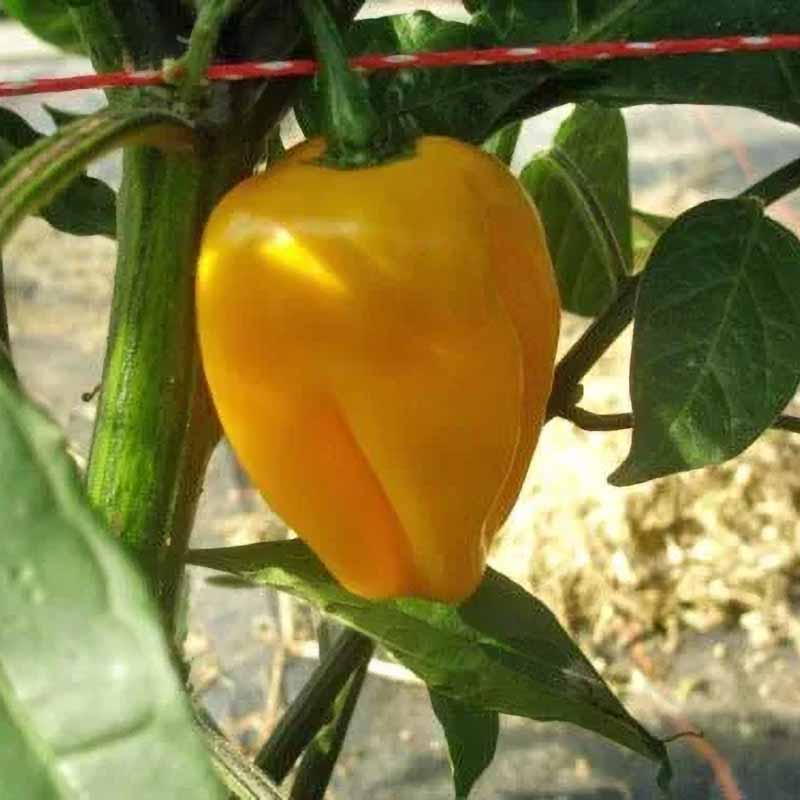 Chili 'Habanero Bido Tacana Yellow'