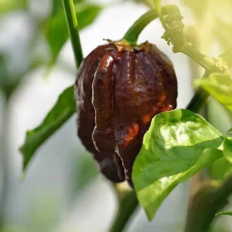 Chili 'Trinidad Scorpion Moruga Blend Brown'