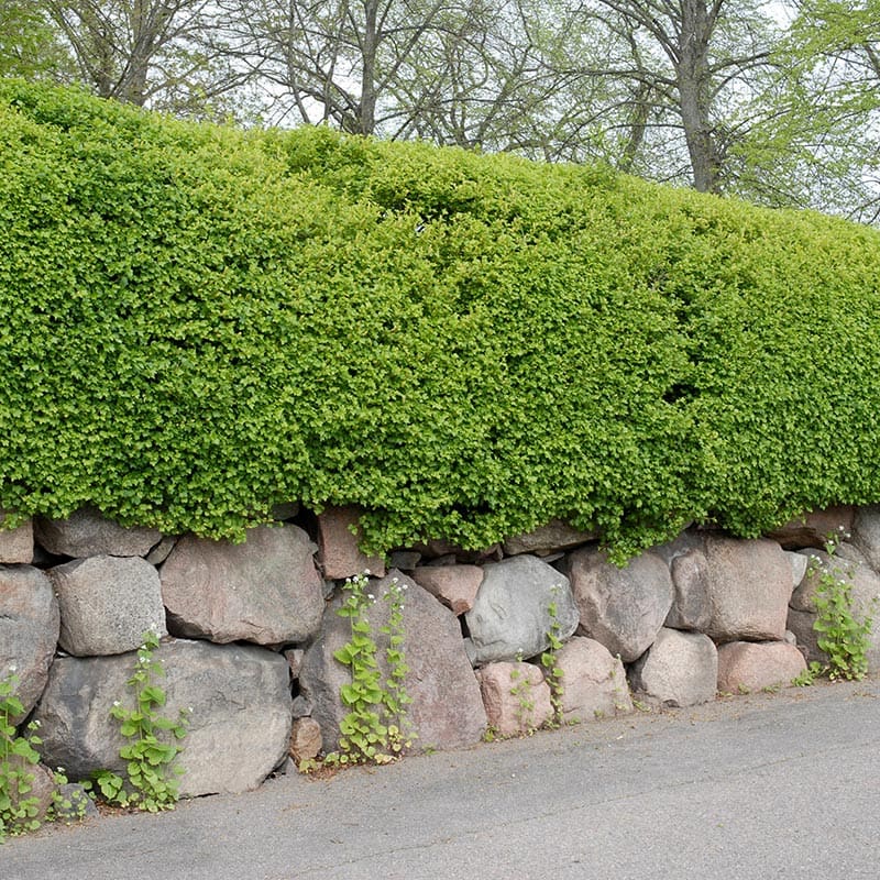 Måbär, 20-40cm, 10-Pack