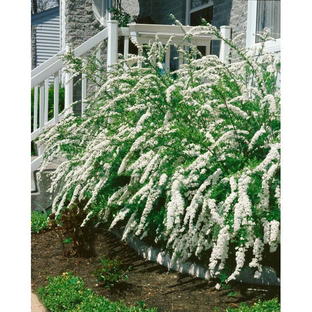 Brudspirea, 80-100cm, 50-Pack