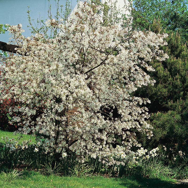 Prakthäggmispel, Busk A-kvalcm, 10-pack