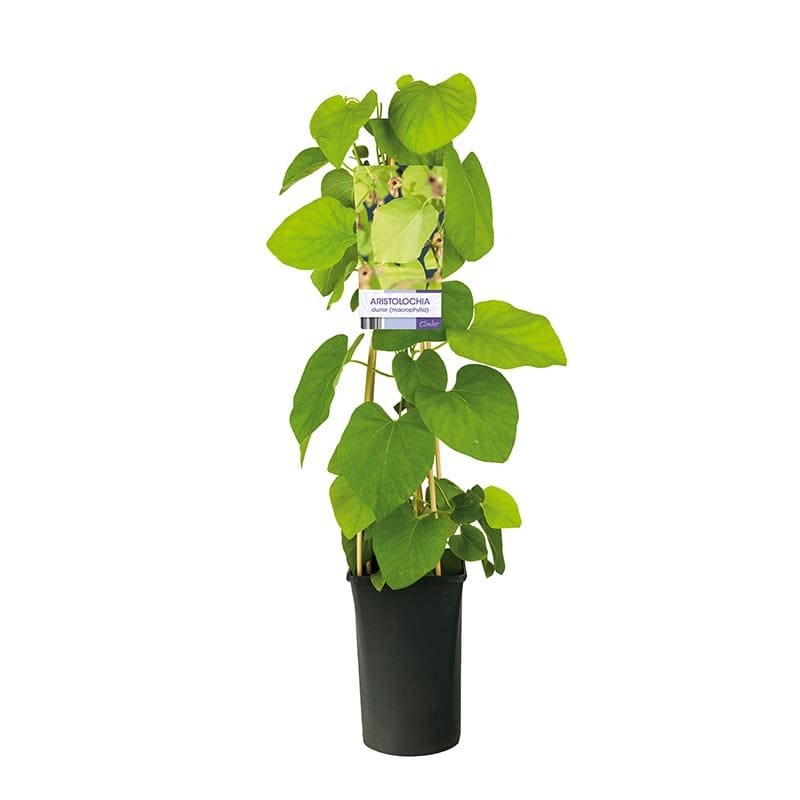 Pipranka, 5-pack