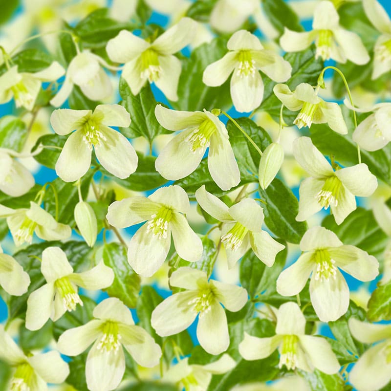 Vintergrön klematis, 1-pack