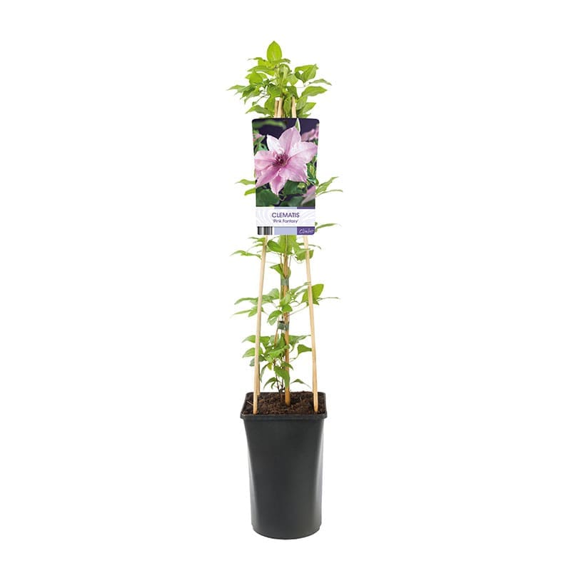 Klematis "Pink Fantasy", 3-pack