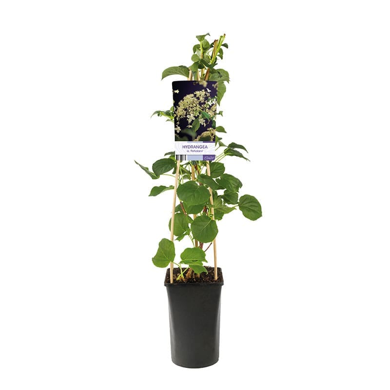 Klätterhortensia, 5-pack